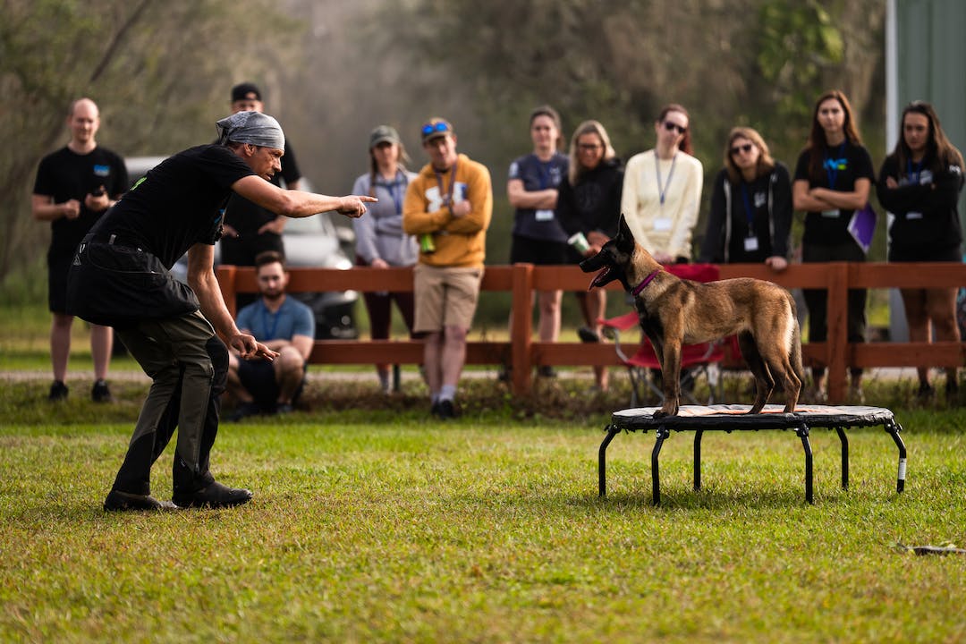 How to Become a Great Dog Trainer